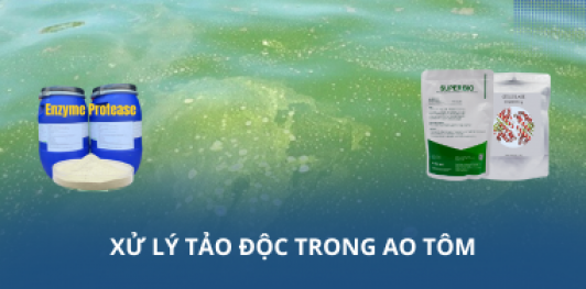 Xử lý tảo độc trong ao tôm